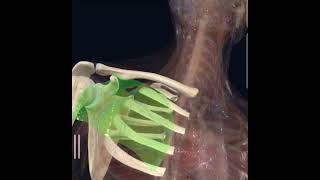 Clavipectoral fascia anatomy mbbs muscle education anatomyfacts mbbsstudent mbbslife [upl. by Wilden]