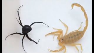 Black Widow Spider VS Yellow Fat Tail Scorpion [upl. by Nylodam506]