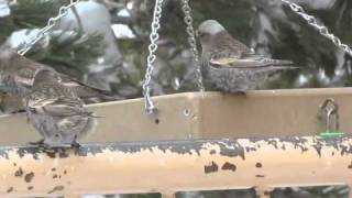 RosyFinches at Sandia Crest NM [upl. by Neelrahs816]