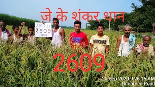 JK 2609 Hybrid dhan ki khetiplot Visit kisan shree vijay poddar [upl. by Anialam]