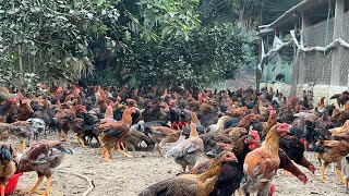 Chicken raising process and disease prevention and treatment for chickens [upl. by Sivra]