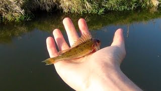 Posenangeln auf Friedfisch quot  der gute alte Tauwurm [upl. by Arlo]