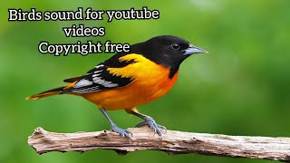 Bird Sound  Birds Chirping Copyright Free  Morning Birds Sound for youtube Videos  Download free [upl. by Gala]