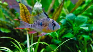 Bolivian Ram Peaceful Aggressive Defensive aquarium plantedtank fish plantedaquarium [upl. by Eustache]