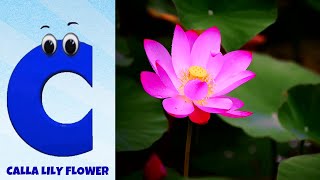 Flowers ABC Song for Kids  Phonics for Kids  Alphabet Letters  Nursery Rhymes [upl. by Dare]