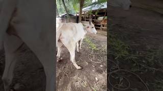 Penyuntikan sapi bertanduk galak animals shorts cow [upl. by Gonzales]