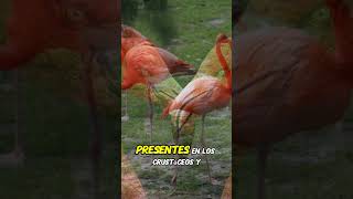 ¿Por qué los flamencos son rosas El misterio revelado feed datoscuriosos [upl. by Irahc408]