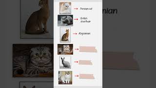 Can you name these Cat breeds [upl. by Hannahc522]