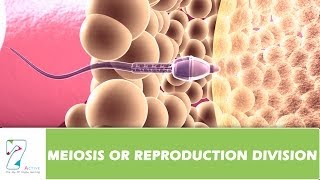 MEIOSIS OR REPRODUCTION DIVISION  PART 01 [upl. by Ativ]