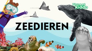 Zeedieren Leren In Het Nederlands • Voor Peuters En Kleuters • Learn Sea or Ocean Animals in Dutch [upl. by Reseta709]