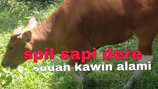 penjelasan spil sapi dere sudah kawin alami [upl. by Nogem274]