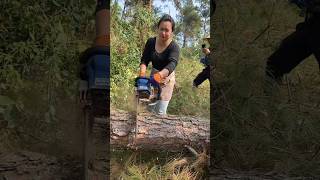 Thrilling logging chainsaw vs giant tree [upl. by Haneeja]