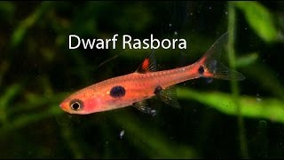 Dwarf Rasbora the underrated cousin of the Chili rasbora [upl. by Imelda45]