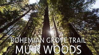 Muir Woods Hiking the Bohemian Grove Trail [upl. by Una]