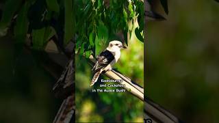 Kookaburra Sounds and Cockatoos wildlife animals birds nature sounds 💞🤟 [upl. by Aicella]