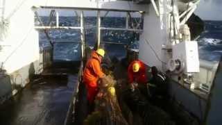 Common Fisheries Policy and prevention of discards [upl. by Ailefo51]