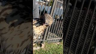 Helping a red tailed hawk wrsos wildliferehabilitation wildliferescue animalrescuer wildlife [upl. by Ecnatsnok164]