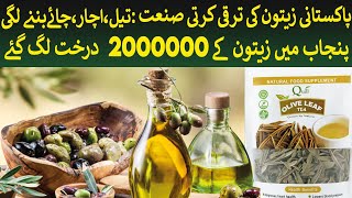 Pakistans Booming Olive Industry amp Punjab has cultivated 2 Million Olive trees  Rich Pakistan [upl. by Avot]