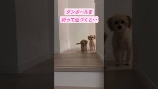 くぅampそら🧡🩵ダンボールを持って近づくと… 子犬 ミニチュアダックスフンド マルプー puppy puppies [upl. by Naujtna]