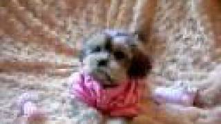 shorkie puppies at wwwpricelesspupsnet [upl. by Eiahpets]