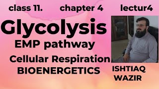 Glycolysis ll Cellular Respiration ll EMP ll BioEnergetics [upl. by Dat416]