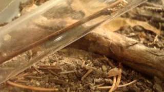 Following an ant with food into the nest  SUPER COOL VIDEO [upl. by Damiani]