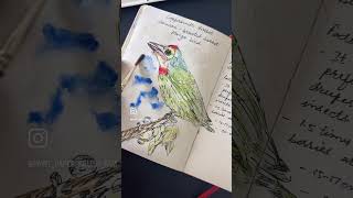 Coppersmith barbet sketchbook watercolorpainting birds shortsvideo viralvideo monday art [upl. by Aicined422]