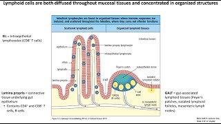 Lecture 10a Mucosal Immunology [upl. by Snah]