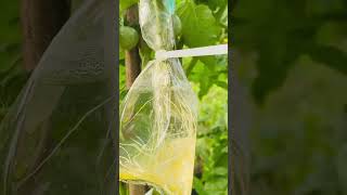 🍃☘️🍅🍅Tomato propagation method using cuttings🍅🍅☘️🍃 [upl. by Nev]