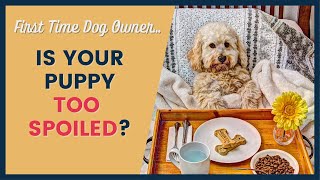 First Time Dog Owner Dangers to Avoid [upl. by Ynaffad]