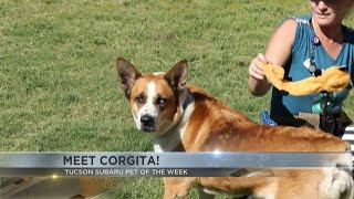 Tucson Subaru Pet of the Week Meet Corgita [upl. by Beitz]