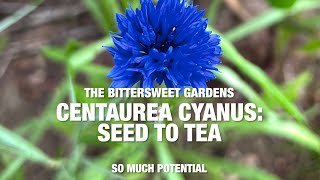 The Bittersweet Gardens Centaurea Cyanus Seed to Tea Cornflower [upl. by Orlanta104]