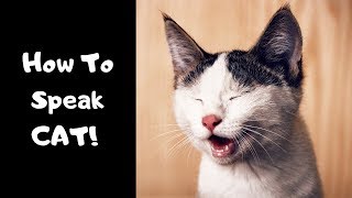 How To Speak Cat Language And Communicate Better With The Cat [upl. by Nahsar]