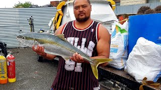 Fishing Kahawai  Joe 2nd video [upl. by Ytsirk320]