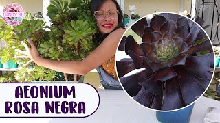 Suculenta rosa negra AEONIUM ZWARTKOP Cómo cuidarla para que crezca hermosa y gigante │Candy Bu [upl. by Caasi]