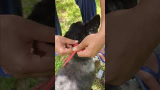 Every Dog Owner Must Know This Rope Muzzle Essentials Explained [upl. by Nahgen]