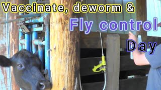 Vaccinate Deworm amp fly control day [upl. by Peria288]