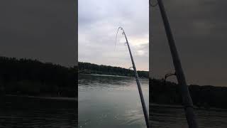 Barbenangeln am Rhein 🐟🐟🐟 river nature fishing [upl. by Stanley88]