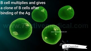 Activation of B lymphocytes [upl. by Notniv815]