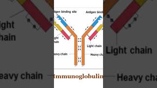 Humoral immune response immunoglobulins antibody antigen [upl. by Gulgee]