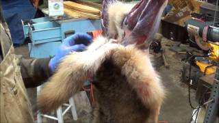 Professional Fur Handling Coyote Part 1 Skinning [upl. by Corilla]