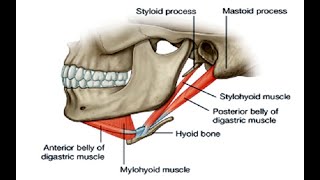 Two Minutes of Anatomy Suprahyoid Muscles [upl. by Renell452]