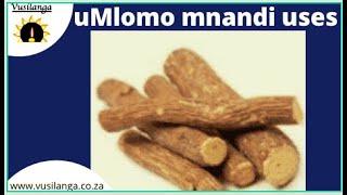 UMLOMO MNANDI Magical and Medical Uses [upl. by Dlonra]