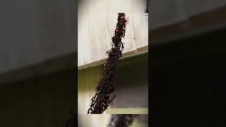 Ants Build Bridge to Attack Wasp Nest [upl. by Eicam181]