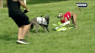 Fast and furious whippet races at Pontefract [upl. by Fatimah]