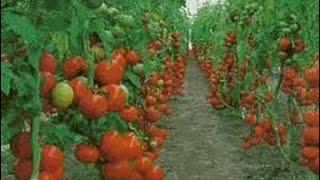 Cultivo de Tomate Chonto en Invernadero  TvAgro por Juan Gonzalo Angel [upl. by Nilyahs49]