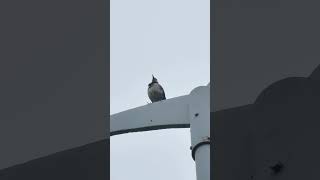 Blackcollared starling tidying its feathers bird [upl. by Ortrud]