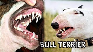 Bull Terriers 7 Things You Need to Know Before Getting One [upl. by Ttennaej500]