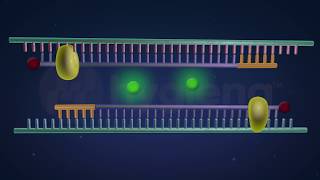 How RealTime and EndPoint PCR Works in the BAX® System [upl. by Hsejar940]