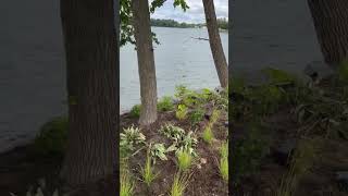 Lakeside Planting Part 33 [upl. by Golden]